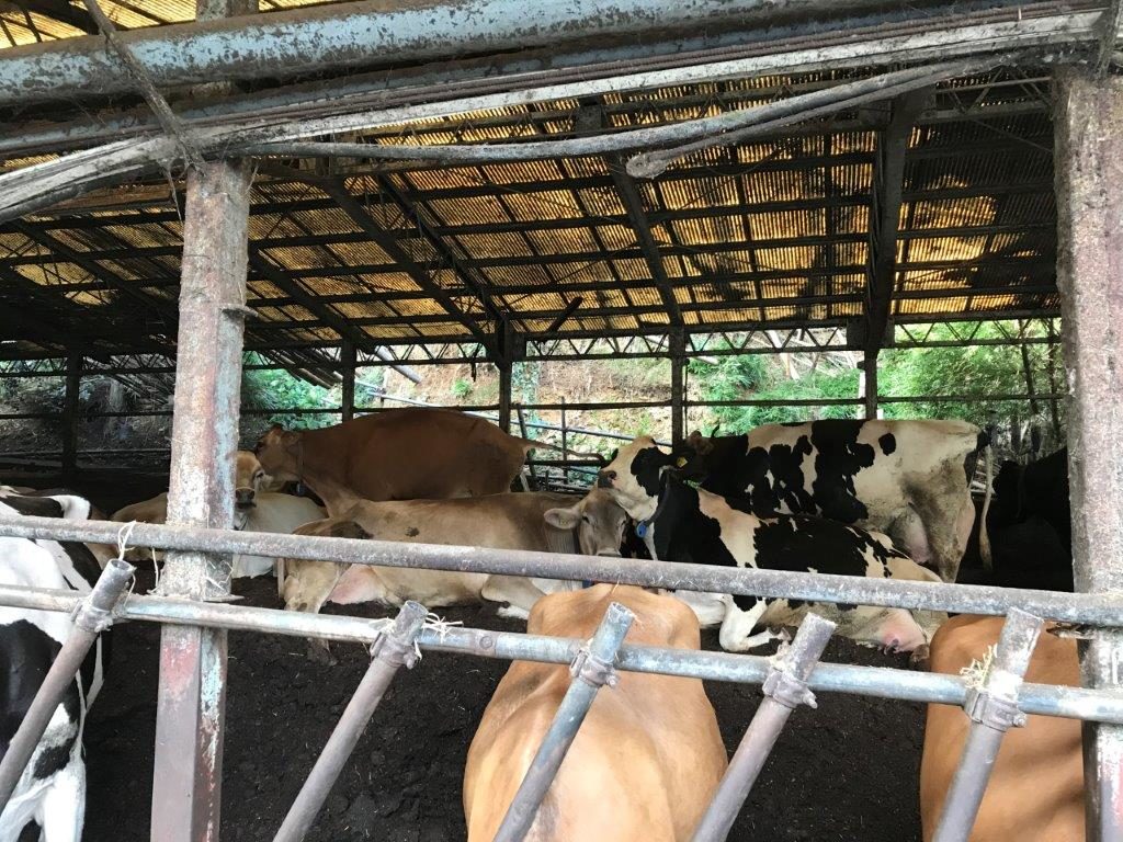 母牛舎の牛達