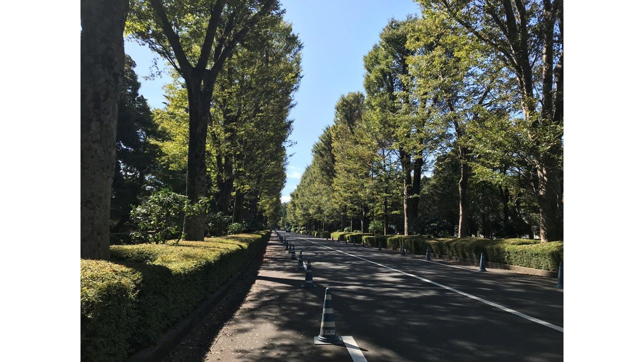武蔵陵墓地へ向かい道ケヤキ並木